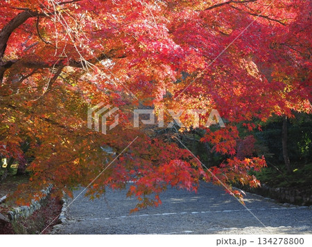 秋の嵯峨野二尊院 秋の嵯峨野二尊院 134278800