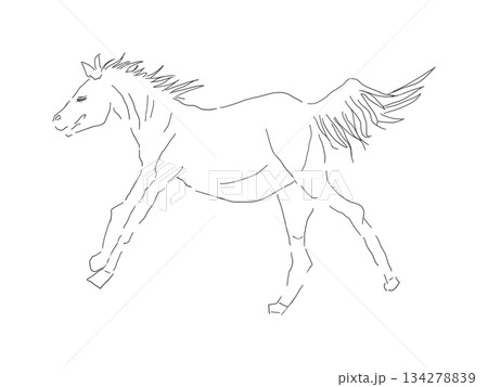 美しい馬の全身のシンプルでリアルな線画イラスト 134278839