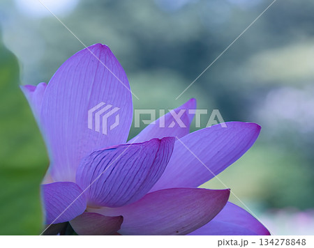 蓮の花、清浄なる花 蓮の花、清浄なる花 134278848