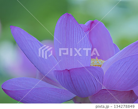 美しい蓮の花 美しい蓮の花 134278849