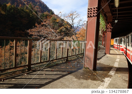 宇奈月温泉 紅葉の季節 トロッコ電車の黒薙駅ホーム 宇奈月温泉 紅葉の季節 トロッコ電車の黒薙駅ホーム 134278867