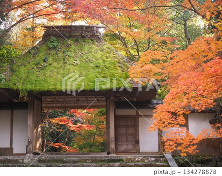 京都法然院の秋 京都法然院の秋 134278878