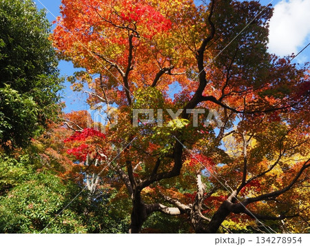 京都嵐山の秋 京都嵐山の秋 134278954