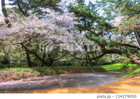 Beautiful white sakura blossom of cherry tree in Nishi Park, Fukuoka 134279050