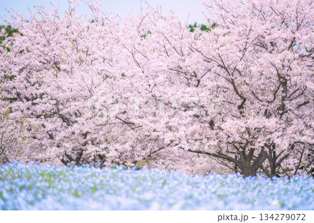 Pink sakura and Nemophila blooming, Uminonakamichi Park, Fukuoka Pink sakura and Nemophila blooming, Uminonakamichi Park, Fukuoka 134279072