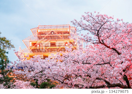 pink sakura blossom tunnel with Fukuoka Castle orange light up 134279075