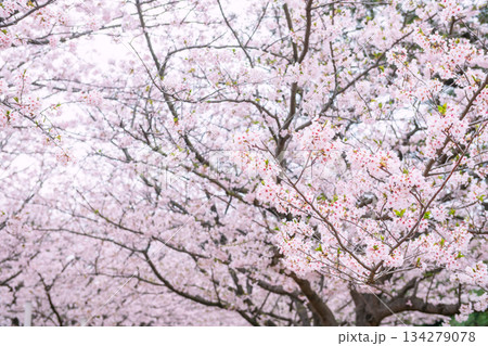pink sakura blossom at springtime in Uminonakamichi park, Fukuoka 134279078