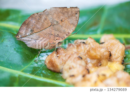 kallima butterfly, know as oakleaf, on green leaf feeding ripe banana kallima butterfly, know as oakleaf, on green leaf feeding ripe banana 134279089