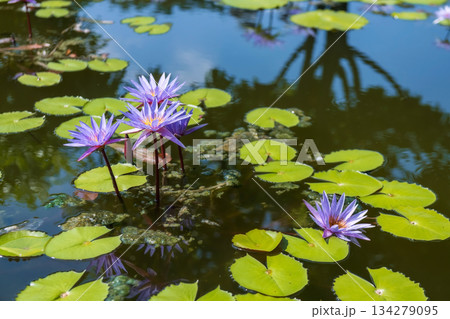 purple Water lily lotus in pond with skyline reflection on water purple Water lily lotus in pond with skyline reflection on water 134279095