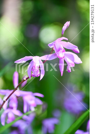 シラン　Chinese Ground Orchid 134279131