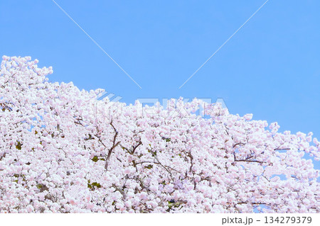 満開の染井吉野と爽やかな快晴の青空 134279379