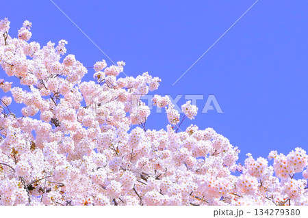 快晴の青空に映える満開の染井吉野 134279380