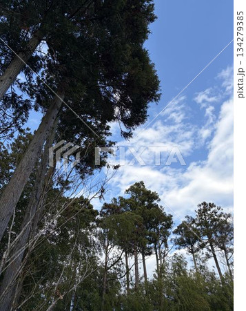 森から見上げた空 森から見上げた空 134279385