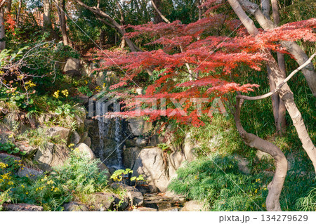 須磨離宮公園の紅葉滝の紅葉 須磨離宮公園の紅葉滝の紅葉 134279629