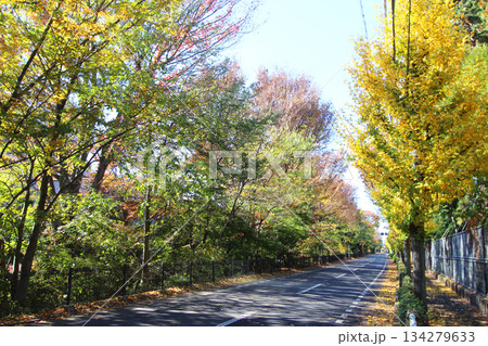 風の遊歩道 134279633