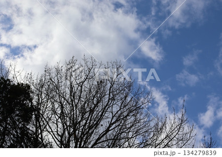 空と木 134279839