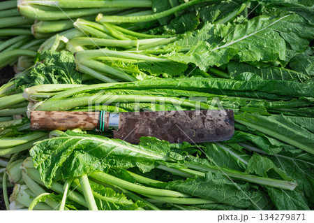 お菜洗い直前のお菜と菜切包丁 お菜洗い直前のお菜と菜切包丁 134279871