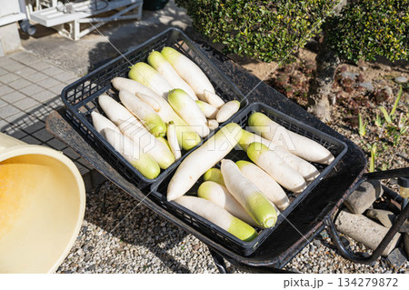 収獲して洗ったダイコンと桶 134279872