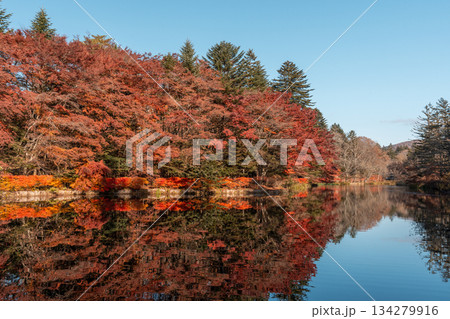[長野県]軽井沢・雲場池の紅葉と水鏡 134279916