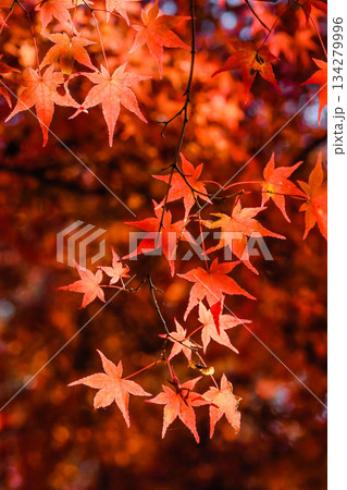 秋色　紅葉の葉っぱ 134279996