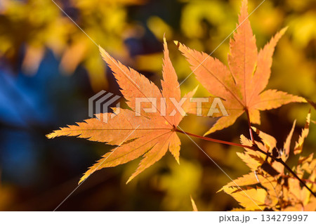 秋色　紅葉の葉っぱ 134279997