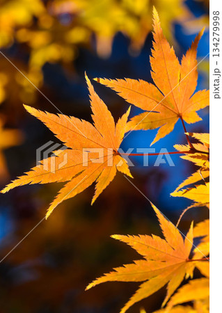 秋色 紅葉の葉っぱ 秋色 紅葉の葉っぱ 134279998