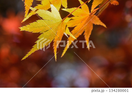 秋色 紅葉の葉っぱ 秋色 紅葉の葉っぱ 134280001