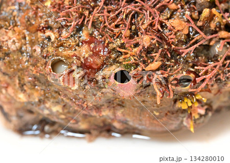 アワビの貝殻に付いた海藻アップ(三陸産) アワビの貝殻に付いた海藻アップ(三陸産) 134280010