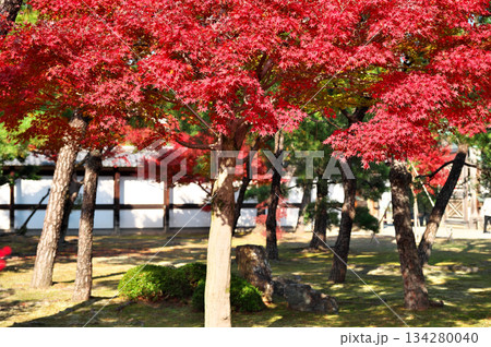 紅葉 紅葉 134280040