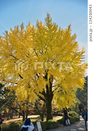 紅葉 紅葉 134280043