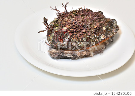 白い皿に載せた海藻の付いたアワビ(三陸産) 白い皿に載せた海藻の付いたアワビ(三陸産) 134280106