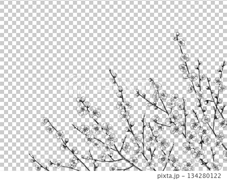Plum branch line drawing Plum branch line drawing 134280122