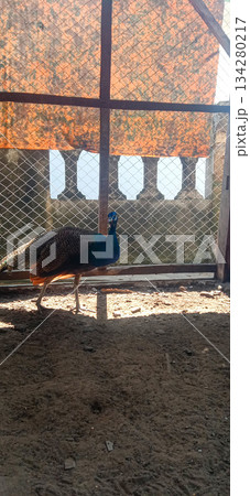 Elegant Blue Peacock Standing Inside Chain Link Enclosure By Fence In Park 134280217