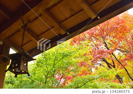 宝泉院の紅葉 宝泉院の紅葉 134280373