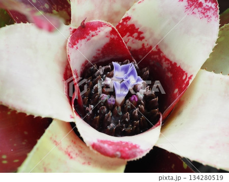 着生植物 ネオレゲリア 花 着生植物 ネオレゲリア 花 134280519