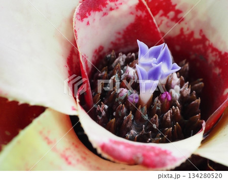 着生植物 ネオレゲリア 花 着生植物 ネオレゲリア 花 134280520