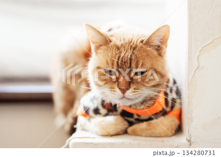 Tired orange feline lounges comfortably on cozy furniture during peaceful daytime nap Tired orange feline lounges comfortably on cozy furniture during peaceful daytime nap 134280731