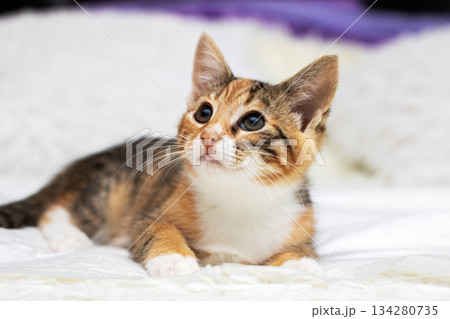 Vivid patterned kitten with alert ears watches upward excitedly expecting playful interaction Vivid patterned kitten with alert ears watches upward excitedly expecting playful interaction 134280735
