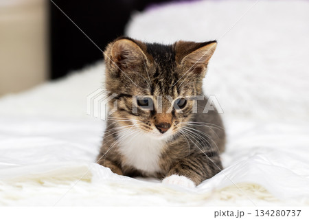 Adorable kitten with contemplative look nestled in soft white blanket during peaceful morning hours 134280737