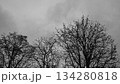曇り空と枯れ木 134280818