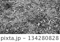 地面に落ちた枯れ葉 134280828