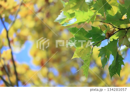 初秋 初秋 134281057