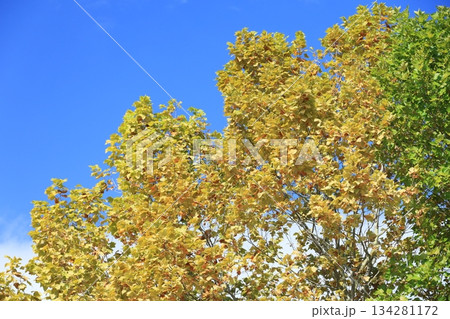 初秋 初秋 134281172