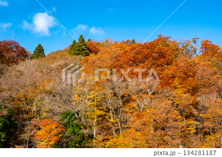 芦津渓谷の紅葉　鳥取県八頭郡智頭町 134281187