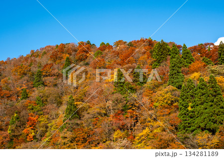 芦津渓谷の紅葉 鳥取県八頭郡智頭町 芦津渓谷の紅葉 鳥取県八頭郡智頭町 134281189