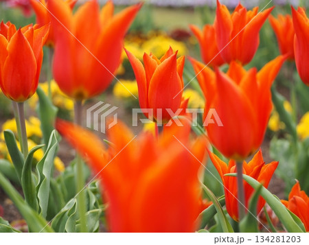 新潟県産チューリップ　アルビレックス 134281203