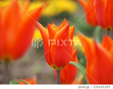 新潟県産チューリップ　アルビレックス 134281205