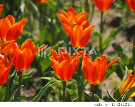 新潟県産チューリップ　アルビレックス 134281216