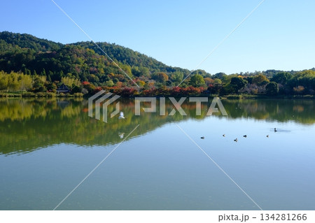 水鳥の住む京都の広沢の池 134281266