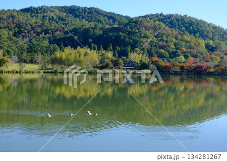 水鳥の住む京都の広沢の池 水鳥の住む京都の広沢の池 134281267